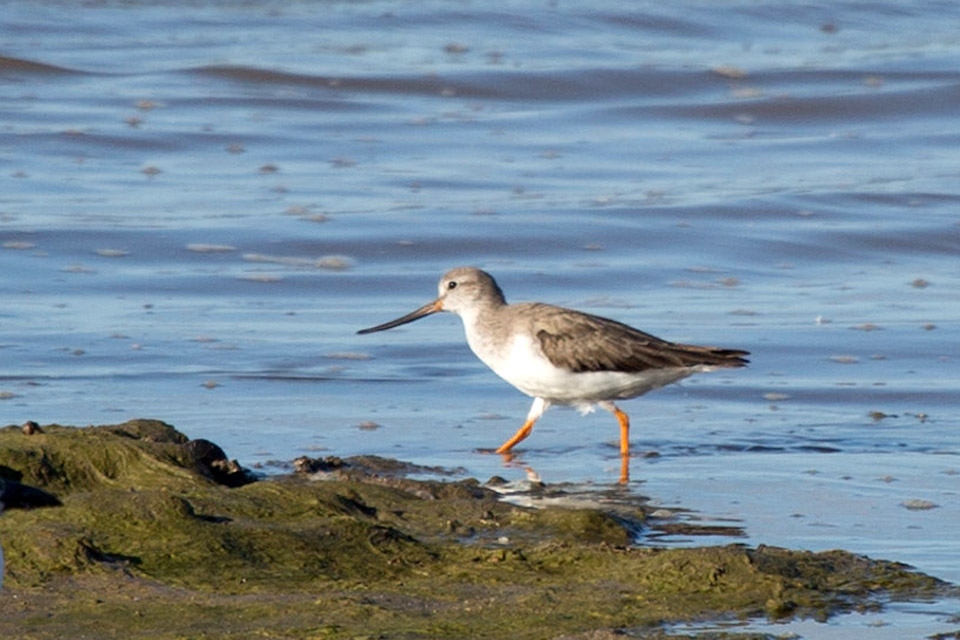 Terek Sandpiper (Xenus cinereus)